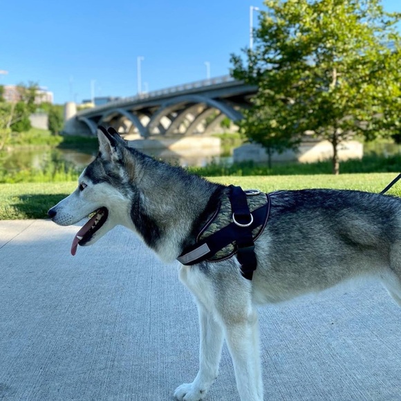 Dog Harness - Picture 1 of 10
